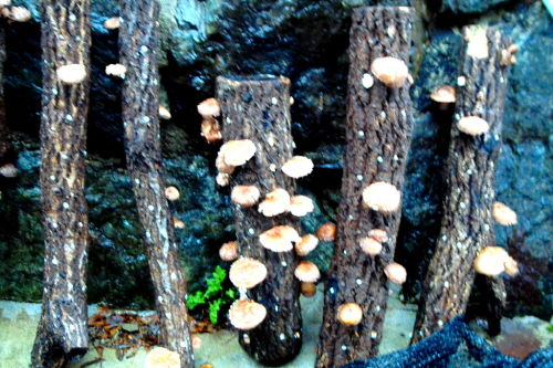 섬진강에서 옮겨온 참나무 버섯에 대박이 열렸다!