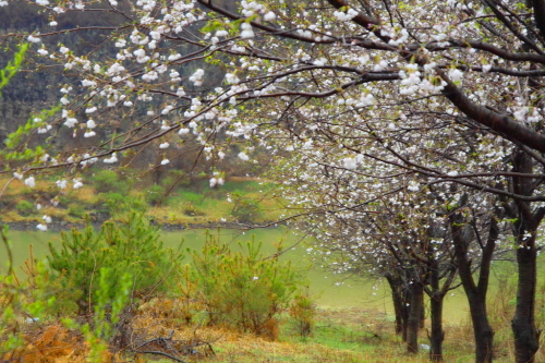 팝콘처럼 퍽퍽 터져나오는 임진강변 벚꽃이 주상절리와 묘한 절경을 이루고 있다.