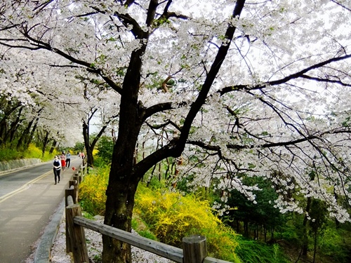 남산순환도로를 따라 개나리와 벚꽃들이 화사하게 피어나 시민들에게 계절의 즐거움을 선사해준다.