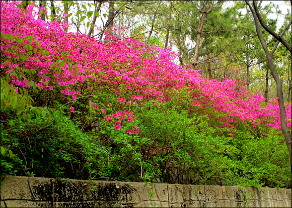 성주산 오름길에 만난 자산홍 연분홍꽃이 아름답다