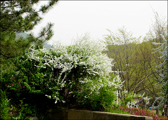 성주산 산행길에 만난 조팝나무꽃 뿌리와 줄기는 약용하고 어린잎은 식용한다. (한국, 중국, 대만 )등지에 분포한다. 

