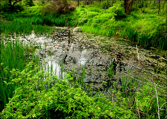 거마산 물 웅덩이 이 웅덩이(습지)는 자연생태계의 건전성과 다양성 증진을 위하여 야생 동,식물 서식 공간으로 조성한 곳이다. 