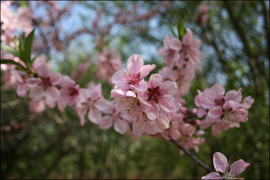 지난 28일 남원 지리산 자락은 온갖 봄꽃으로 한참이었습니다. 