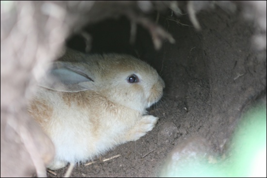 까막섬에 있는 토끼굴 속에 토끼가 숨어 있다.