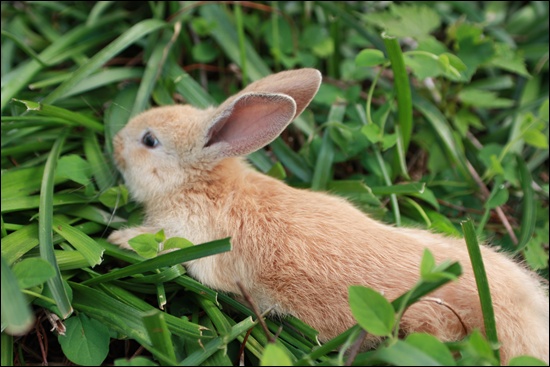 인기척에 놀란 토끼가 도망을 치고 있다.