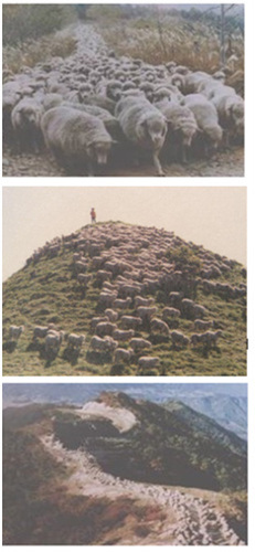 1970년대 박정희 정권시절, ‘한-호 면양 시범목장’ 프로젝트에 의해 들어서기 시작한 지리산 바래봉 정상의 양떼 모습.