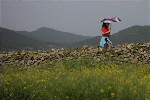 유채꽃과 어우러진 청산도 돌담길. 한 쌍의 연인이 양산을 받쳐들고 걷고 있다.