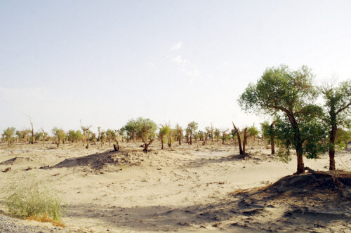 사막 확대화를 막기 위해 사막 모래 심어놓은 나무. 뿌리가 다 보이는 나무가 조금은 외롭게 느껴진다.