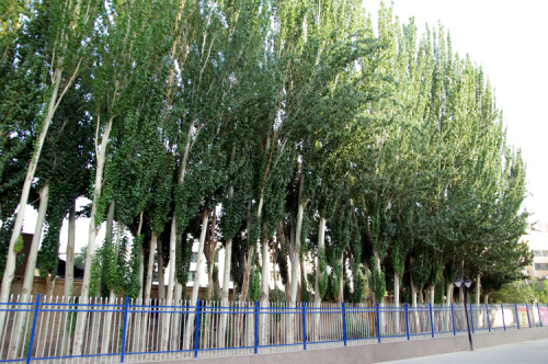 오아시스 마을 룬타이 도심 어디서도 볼 수 있는 큰 나무. 