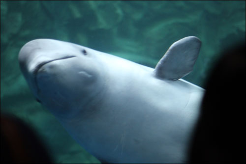 흰고래 벨루가의 인기 대단합니다.
