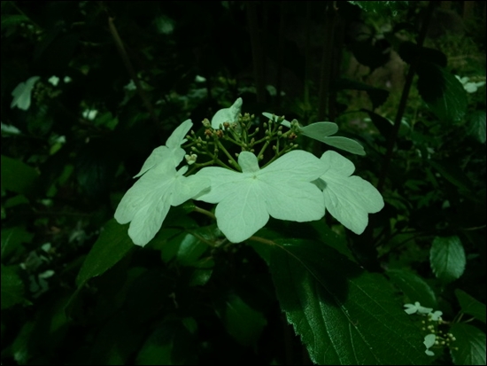 배추흰나비가 날아와 앉은 모양같아서 나비나무꽃이라는 이름으로 불린다.