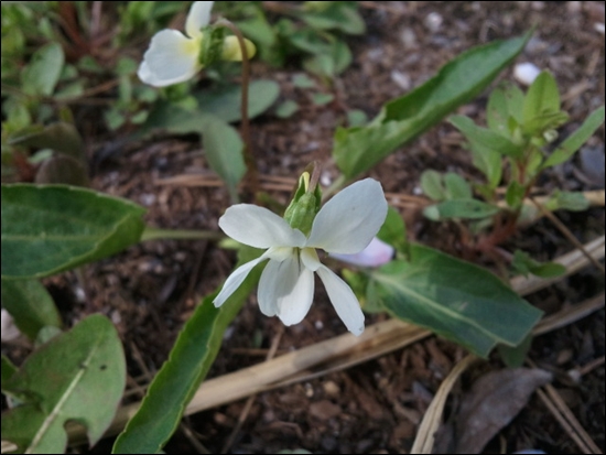 흰제비꽃