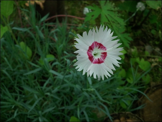 흰패랭이꽃