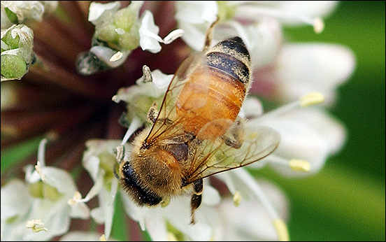 꿀벌은 인간이 어떻게 살아야 하는지 보여주기 위해 신이 보낸 전령이라고 말하는 사람도 있다고 한다.
