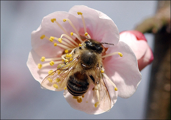 매화꽃에서 열심히 꿀을 채취하고 있는 꿀벌