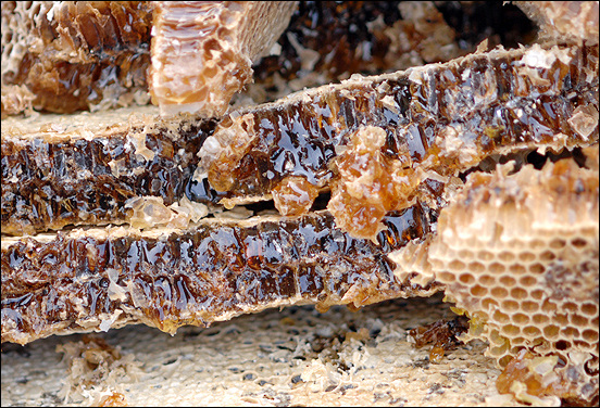 꿀벌은 인간에게 꿀만 주는게 아니라 가장 민주주의적인 의사 결정 과정도 보여주고 있다. 
