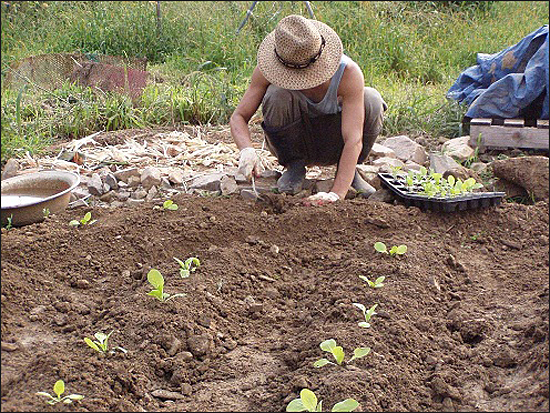 텃밭 가꾸는 모습. 텃밭에서 배추 모종을 심고 있다.