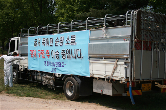  9마리의 소가 정부과천 종합청사에 도착한 직후이다. 