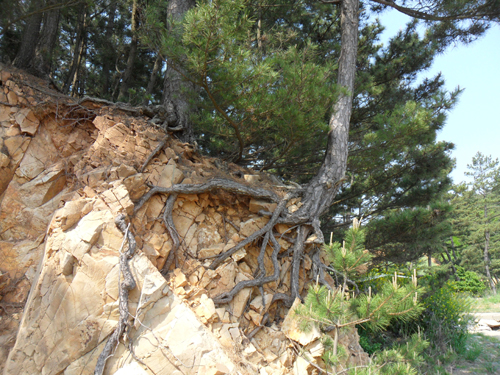 산비탈의 돌출 부위에 아슬아슬하게 서 있는 소나무. 뿌리가 온통 드러났을 정도로 위험한 상태지만 소나무는 여전히 늠름한 자태로 푸르른 기상을 발산하고 있다. 