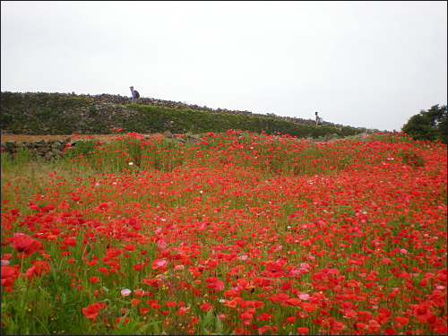드라마 <봄의 왈츠>를 촬영했던 장소 옆에 화려한 양귀비 꽃밭이 펼쳐져 있다.
