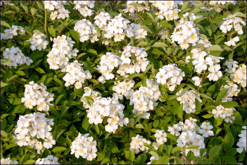 하얀 찔레꽃