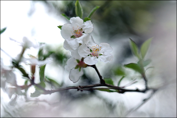 앵두꽃은 작은 복사꽃이거나 배꽃이거나 사과꽃을 닮았다.