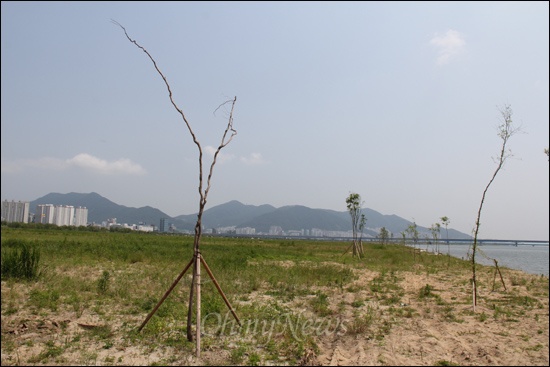 4대강정비사업의 하나인 낙동강사업 3공구의 부산 삼락지구로, 이전에는 논경작지였지만 지금은 황무지처럼 변해버렸다. 이곳에 버드나무를 심어 놓았는데, 일부는 잎이 나지 않고 말라 죽어가고 있거나 중간 부위가 부러져 있었다.