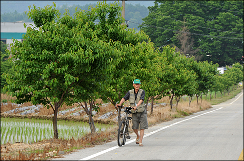 충북 음성군 소이면 갑산체리마을 도로가 체리나무 가로수 길