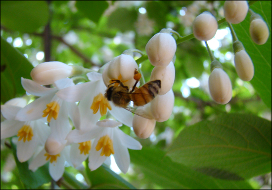 뒷다리에 꽃가루뭉치를 달고 쪽동백 꽃의 꿀을 빨고 있는 꿀벌(2011.6 북한산)