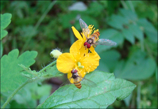 애기똥풀의 꿀을 빨고 있는 삿뽀로수염치레꽃등에. 노란 무늬가 쌍살벌을 닮았다. 