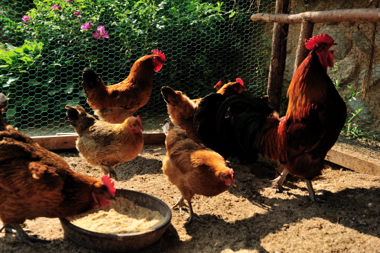 선비촌 마을 서민 집안에서 키우는 토종닭들이 먹이를 찾고 있다