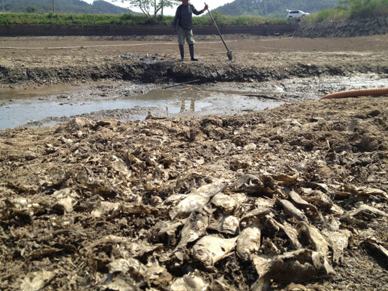 태안군 이원면 포지리 저수지가 가뭄으로 말라버리자 한 농부가 한숨을 내쉬고 있다. 앞쪽은 가뭄에 말라죽은 물고기떼. 