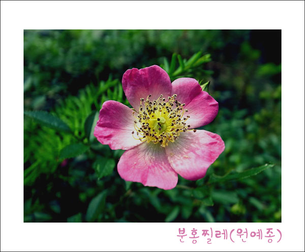 찔레꽃, 주로 흰색이지만 이렇게 연분홍빛 찔레꽃도 있다.