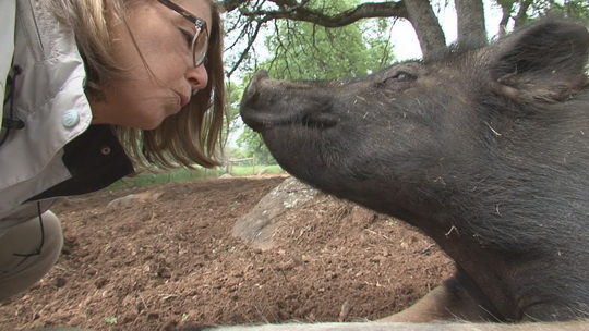 SBS 스페셜 동물, 행복의 조건 1부  농장동물보호소에서 돼지와 교감을 나누는 장면