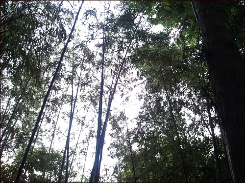 다산초당으로 가는 산길은 대나무, 소나무들이 숲을 이루고 있었다.