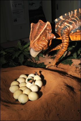 화성 전곡항에서 발견된 공룡뼈를 복원했더니 코리아케라톱스 화성엔시스가 나왔다. 채 시장은 이 공룡은 화성에서 최초로 발견된 새로운 종의 공룡이라고 주장했다.
