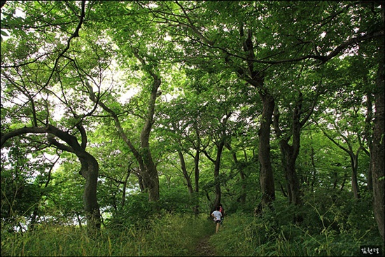  원시의 숲 그대로이다


