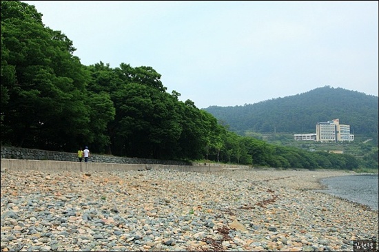  이 숲은 1959년에 천연기념물 제150호로 지정된 방풍림으로 길이 1,500m, 너비 약 30m로 약 300년 전 마을사람들이 방풍과 방조를 목적으로 심었다. 

