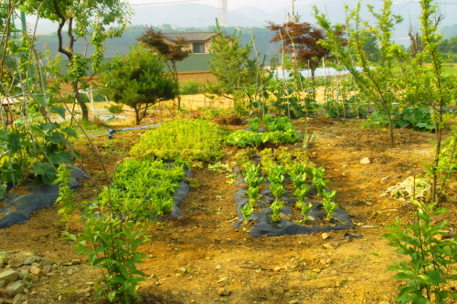 치마 상추, 청오크, 로메인, 청치마, 쑷갓 등 다섯가지 종류를 심어놓은 상추밭

