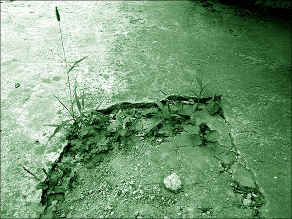 시멘트 깨어진 곳에 드러난 흙에 뿌리를 내리고 자란 강아지풀, 그 꼿꼿함을 보며 위로를 받는다.