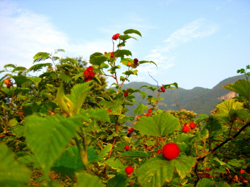 6월이 오면 구례 수평리 마을 주변에는 지천에 산딸기가 열린다.