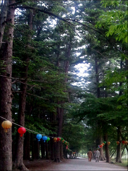 부처님 오신 날 새벽, 한 스님과 수행자가 내소사 앞 전나무길을 산책하고 있다.