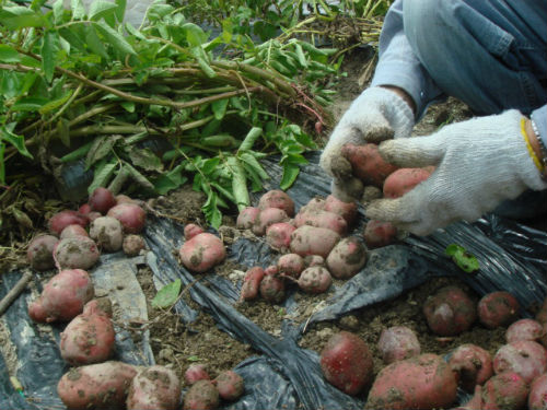　　밭 일을 할 때 옆에서 말을 거신 할아버지께서 재배하신 붉은색 감자를 주셨습니다. 아무래도 보라색이나 붉은색 감자는 보통 감자보다 비쌉니다.