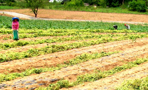 우박과 가뭄으로 망가진 호박밭을 농부가 한숨을 쉬며 거둬내고 있다.