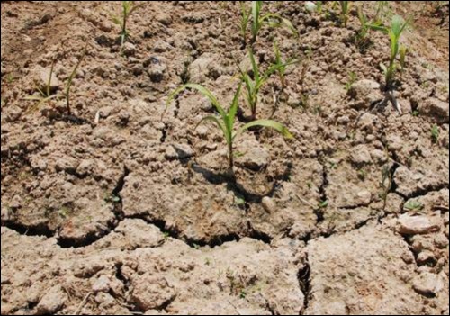 가뭄으로 갈라지며 타들어가는 논과 밭. 가뭄에 곡식이 자라지 못합니다. 