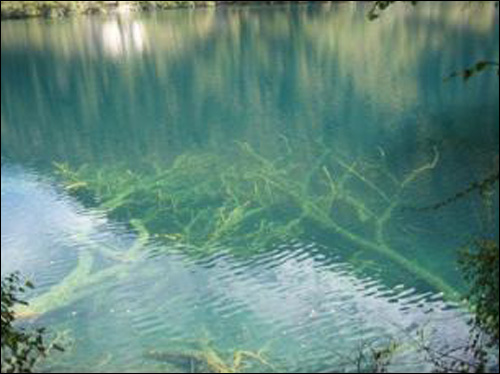 물빛이 하도 투명해 쓰러진 나무마저 온통 비치던 구채구의 호수