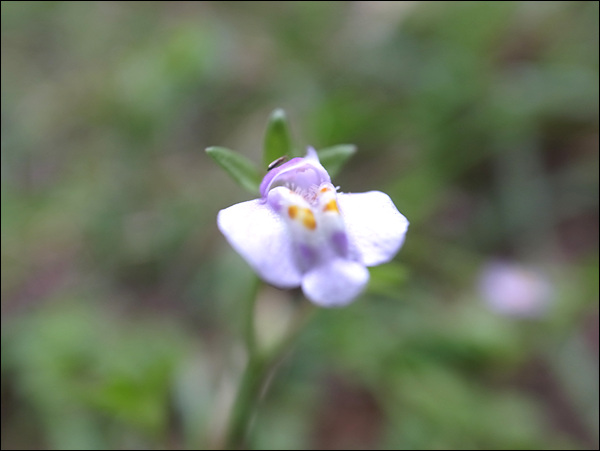 '묵뢰뇌'라고도 불리는 작은 꽃, 극심한 가뭄에 풍성하진 않아도 피어난 꽃은 싱싱하다.
