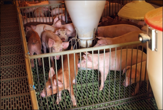 29일, 경기도 화성의 한 돼지농가. 생후 50일 된 돼지들이 우리에 갇혀있다.