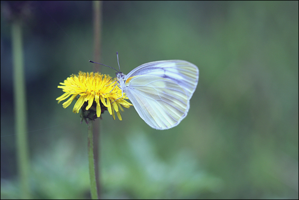 민들레를 찾은 나비, 둘의 어울림이 아름답다.