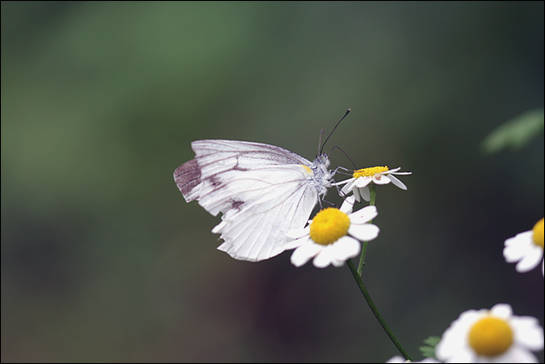 원예종 작은 국화를 찾은 나비, 비바람에 날개 상했어도 치열한 삶 아름답다.
